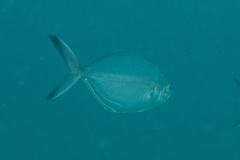 Uraspis helvola