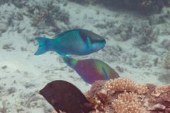 Scarus oviceps