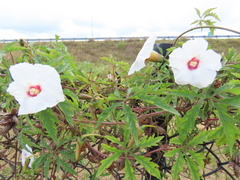Distimake dissectus, photograph kcthetc1, CC0, iNaturalist via GBIF