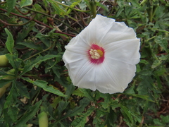Distimake dissectus, photograph kcthetc1, CC0, iNaturalist via GBIF
