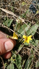 Viola nuttallii