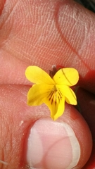 Viola nuttallii