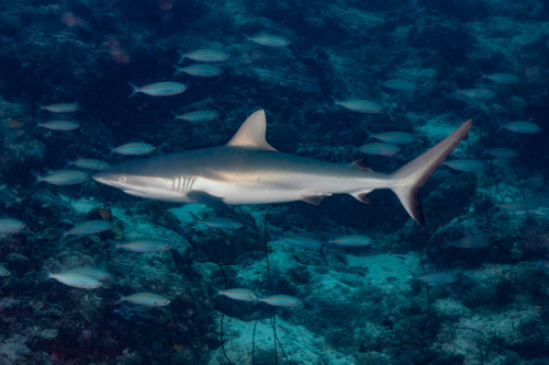 Grey Reef Shark, photo 10 of 10