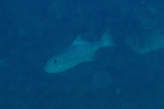 Canthidermis maculata