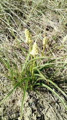 Toxicoscordion venenosum