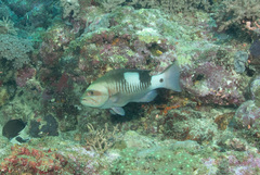 Gracila albomarginata