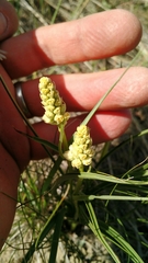 Toxicoscordion venenosum