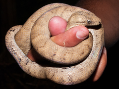 Puerto Rican Boa photo 3
