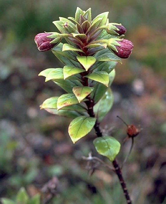 Lysimachia daphnoides