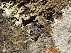 Xanthoparmelia neotinctina