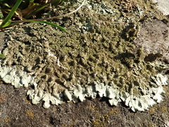 Xanthoparmelia neotinctina