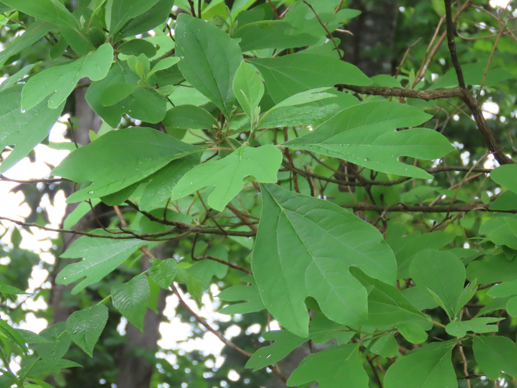 sassafras from Seven Islands State Birding Park, Kodak, TN 37764, USA ...
