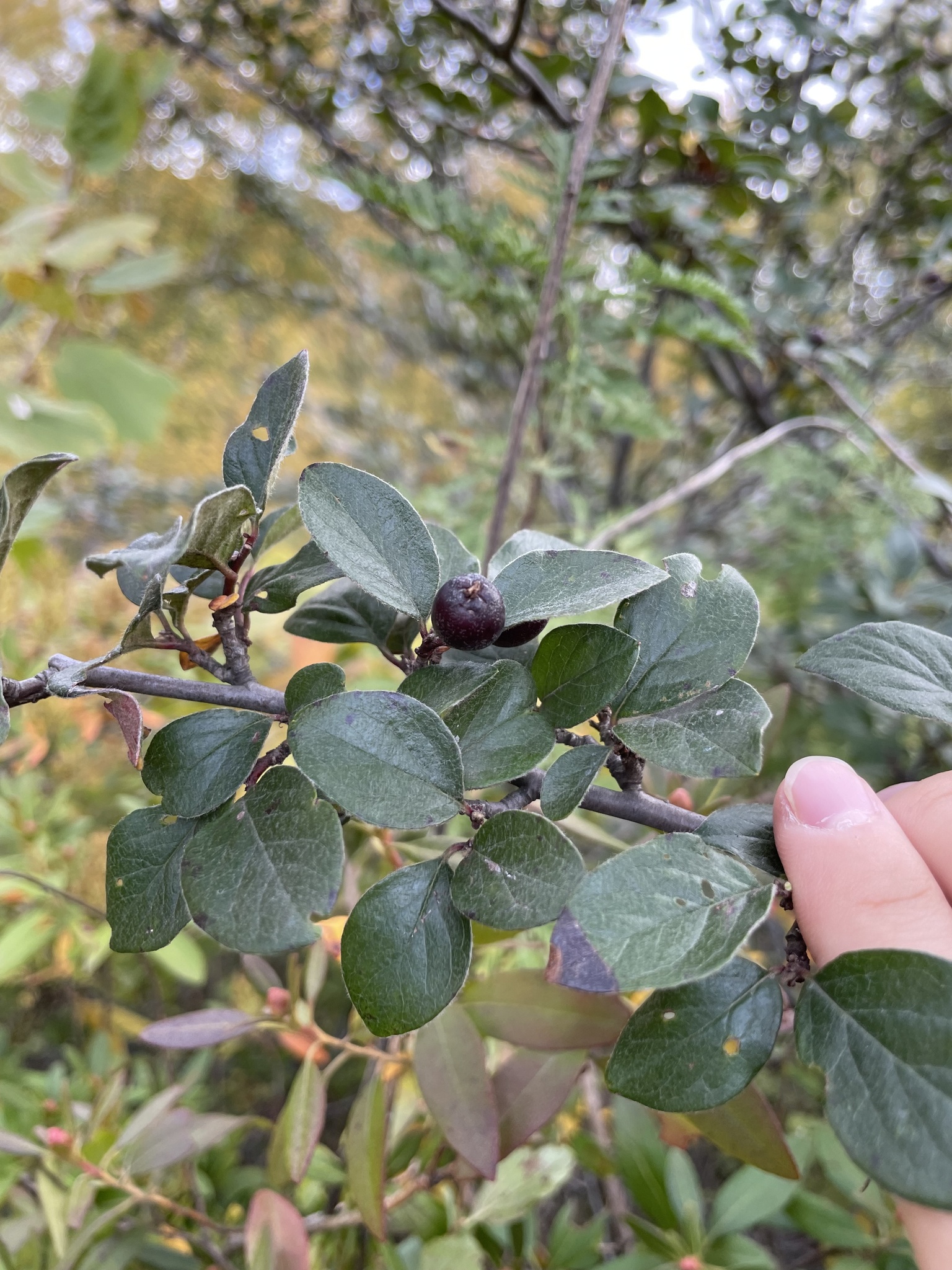 Peking Cotoneaster (Cotoneaster acutifolius)