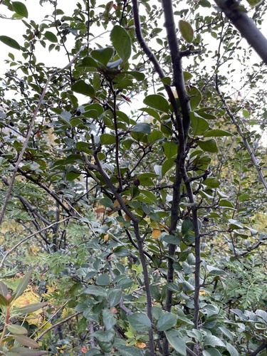 Cotoneaster acutifolius
