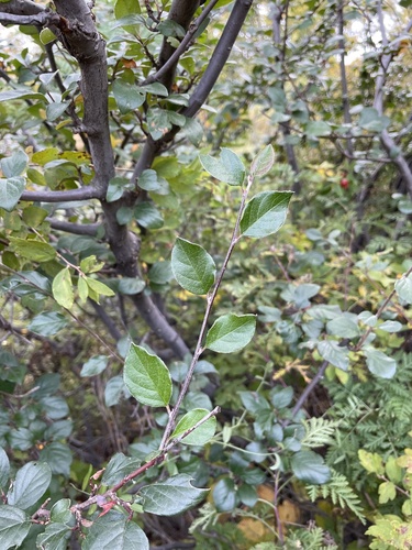 Cotoneaster acutifolius