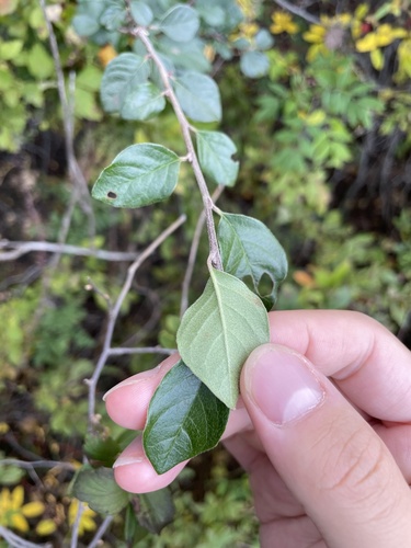 Cotoneaster acutifolius