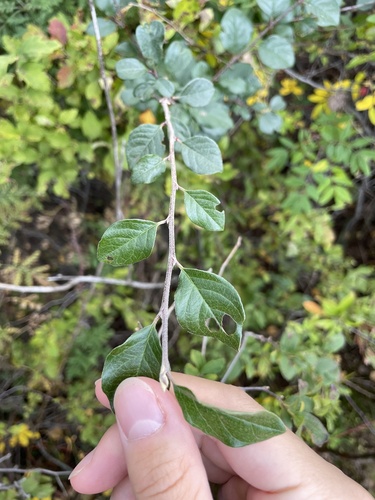 Cotoneaster acutifolius