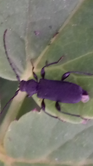 Ropalopus macropus
