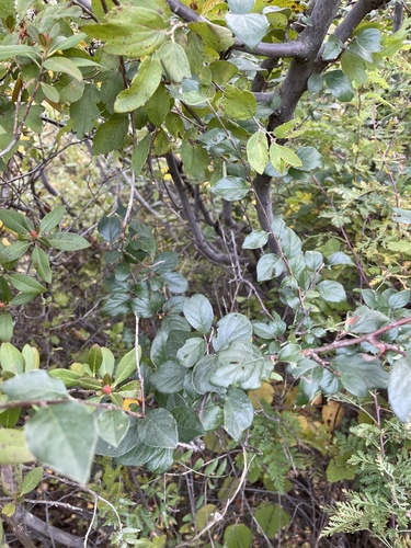 Cotoneaster acutifolius