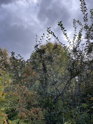 Cotoneaster acutifolius
