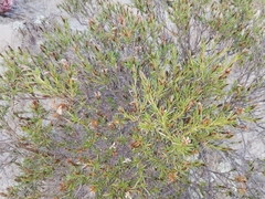 Lophopappus foliosus