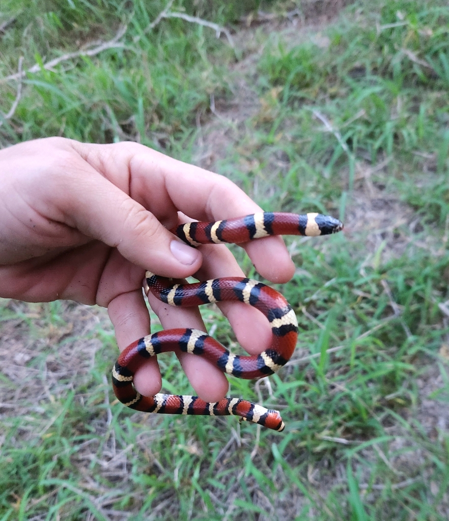 Tamaulipan Milksnake in April 2024 by crotrox. South Texas · iNaturalist