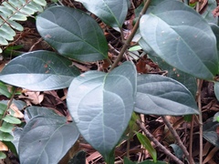 Urceola micrantha