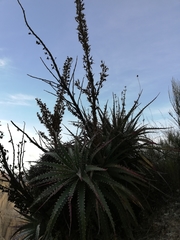 Puya meziana