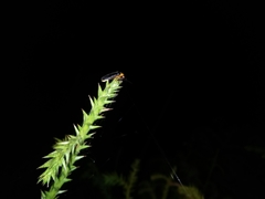 Abscondita cerata