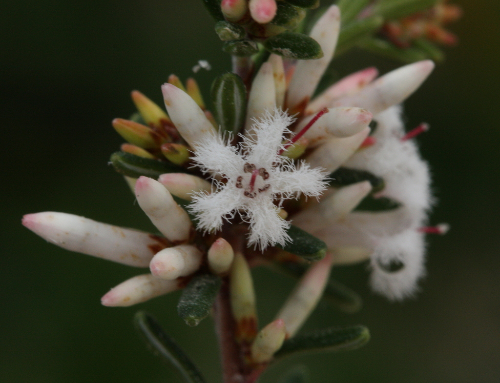 Lissanthe pleurandroides