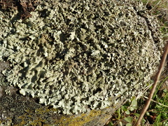 Xanthoparmelia amplexula