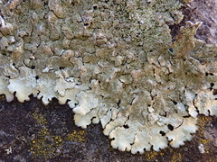 Xanthoparmelia isidiigera