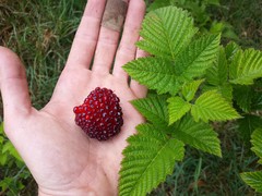Rubus hawaiensis