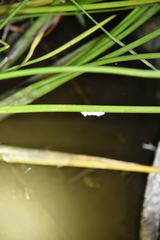 Pomacea paludosa image