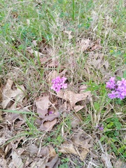 Glandularia canadensis