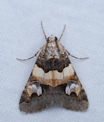 iNaturalist observation photo of Drasteria