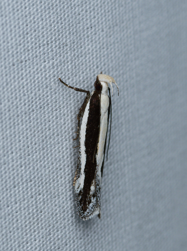 iNaturalist observation photo of Aroga morenella