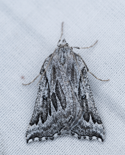 iNaturalist observation photo of Plataea diva