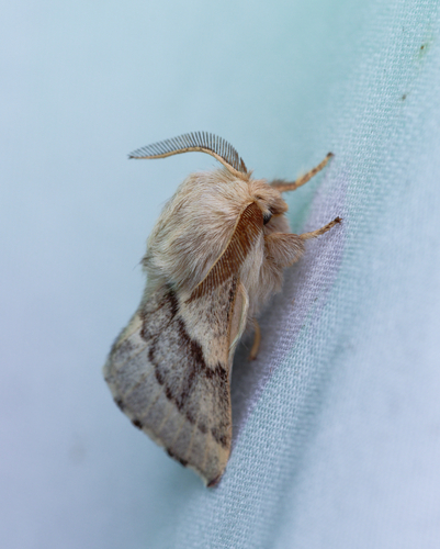 iNaturalist observation photo of Tent Caterpillar Moths