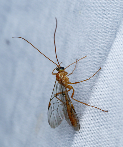 iNaturalist observation photo of Enicospilus