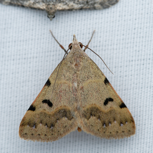 iNaturalist observation photo of Hemeroplanis historialis