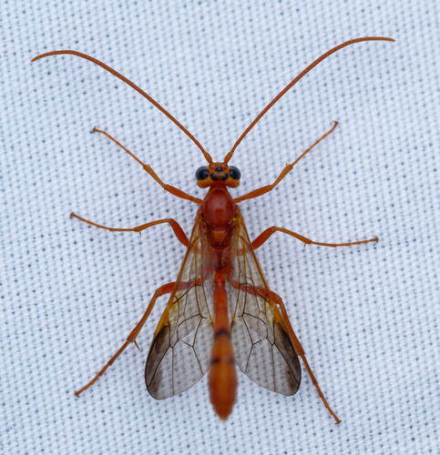 iNaturalist observation photo of Eremotylus