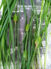 Carex squarrosa
