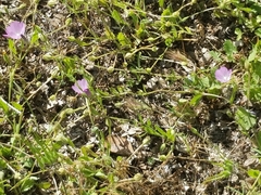 Sidalcea glaucescens