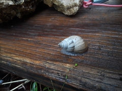 Rabdotus dealbatus