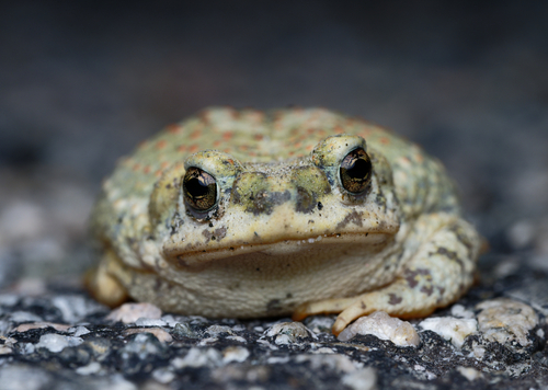 Red-spotted Toad, Riverside County, CA, USA, photo 8 of 10