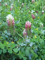 Trifolium incarnatum molinerii