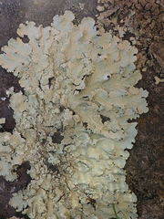 Flavoparmelia haysomii