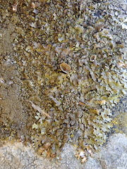 Xanthoparmelia glabrans