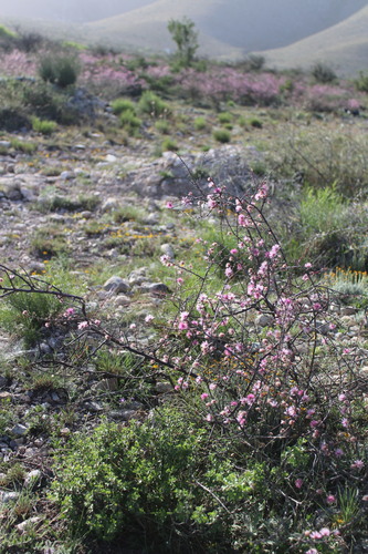 Image of Mimosa zygophylla by (c) Francisco Martínez González, some rights reserved (CC BY-SA)